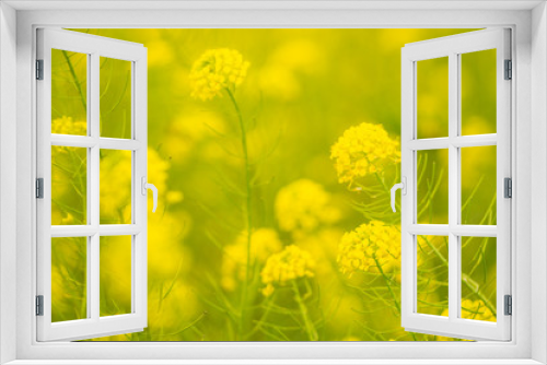 Fototapeta Naklejka Na Ścianę Okno 3D - beautiful yellow flowers in meadow on bright sunny day
