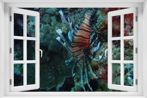 Fototapeta Naklejka Na Ścianę Okno 3D - Lion fish in under deep ocean
