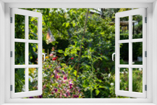 Fototapeta Naklejka Na Ścianę Okno 3D - a beautiful garden with geraniums, roses, hedges