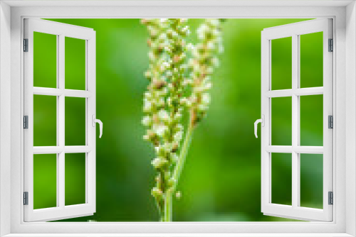 Fototapeta Naklejka Na Ścianę Okno 3D - Green Wildflower