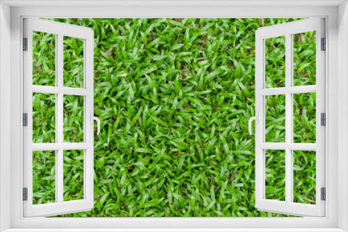 Fototapeta Naklejka Na Ścianę Okno 3D - Green grass field background. Natural background pattern.