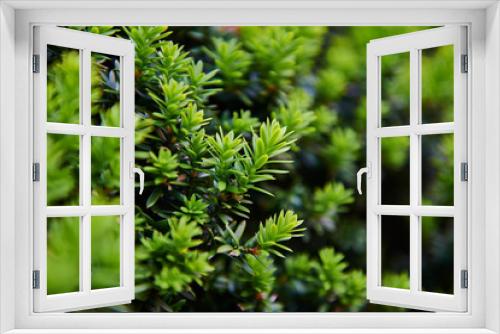Fototapeta Naklejka Na Ścianę Okno 3D - green branch of a tree