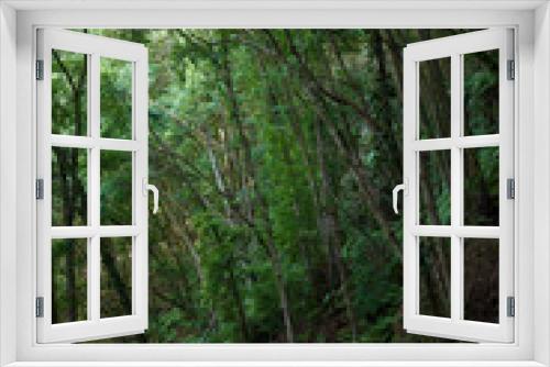 Fototapeta Naklejka Na Ścianę Okno 3D - Green leafy trees jutting out a rugged path