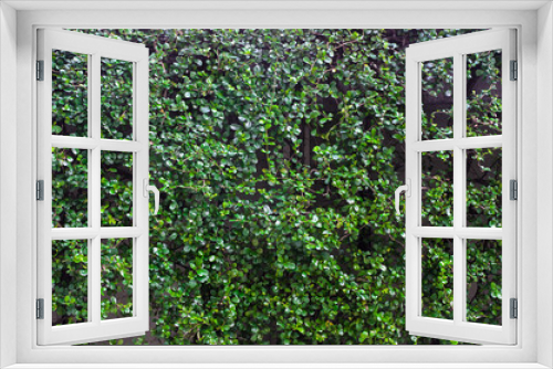 Fototapeta Naklejka Na Ścianę Okno 3D - Vertical garden green leaves wall of the tropical forest plant or nature tree fence, for texture, background.