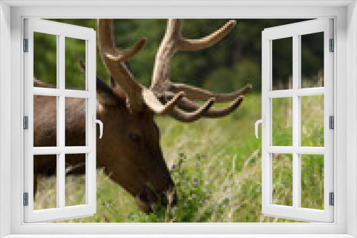 Fototapeta Naklejka Na Ścianę Okno 3D - Majestic Male Elk