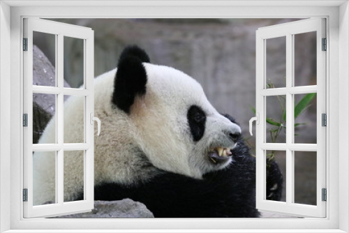 Fototapeta Naklejka Na Ścianę Okno 3D - Funny Pose of Giant Panda While Eating Bamboo