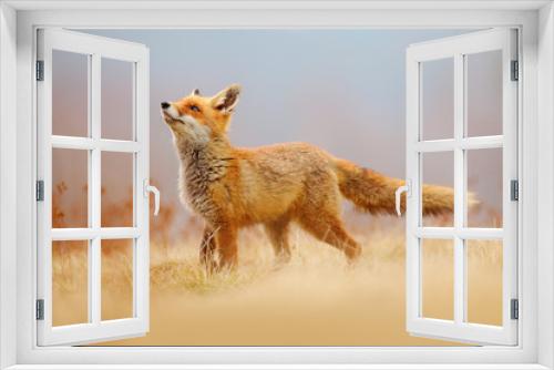 Fototapeta Naklejka Na Ścianę Okno 3D - Red Fox hunting, Vulpes vulpes, wildlife scene from Europe. Orange fur coat animal in the nature habitat. Fox on the green forest meadow.