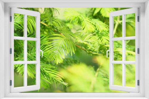 Fototapeta Naklejka Na Ścianę Okno 3D - Relic tree, Metasequoia glyptostroboides, green branch close-up. Natural panoramic green background, sunlight
