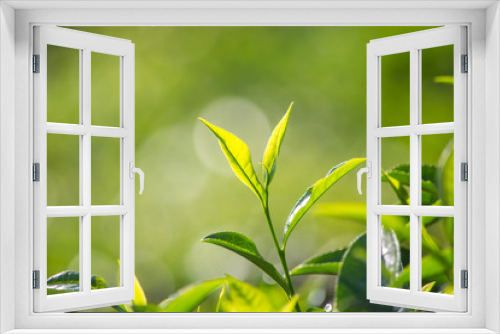 Fototapeta Naklejka Na Ścianę Okno 3D - Close up of Green Tea Leaves 