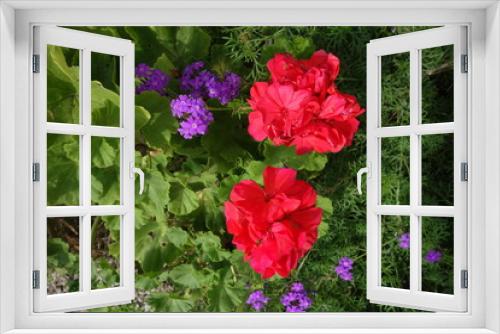 Fototapeta Naklejka Na Ścianę Okno 3D - 赤いゼラニウムと紫の花