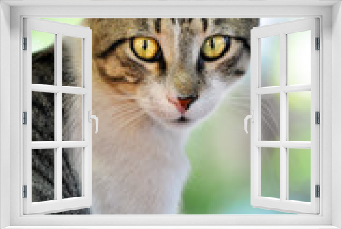 Fototapeta Naklejka Na Ścianę Okno 3D - Cats, Alley Cats, Stray Cats