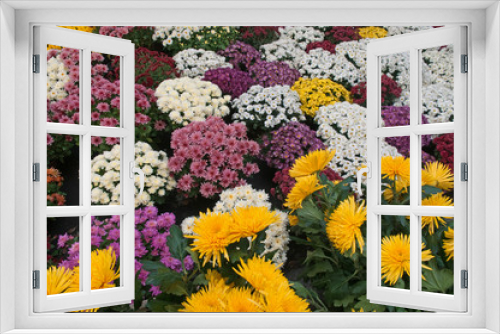 Fototapeta Naklejka Na Ścianę Okno 3D - multi-colored chrysanthemums