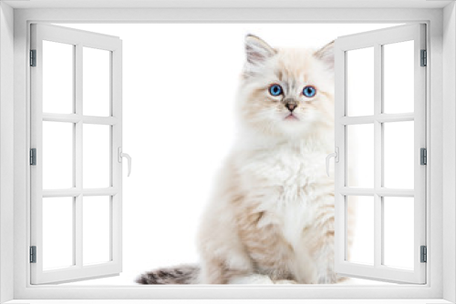 Fototapeta Naklejka Na Ścianę Okno 3D - Ragdoll cat, small kitten portrait isolated on white background