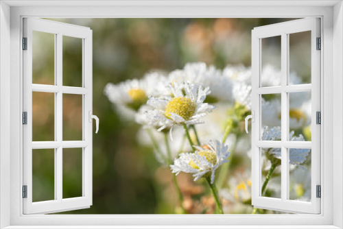 Fototapeta Naklejka Na Ścianę Okno 3D - Erigeron Przymiotno białe na łące