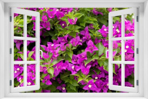 Fototapeta Naklejka Na Ścianę Okno 3D - Blooming bougainvillea background. Purple flowers.