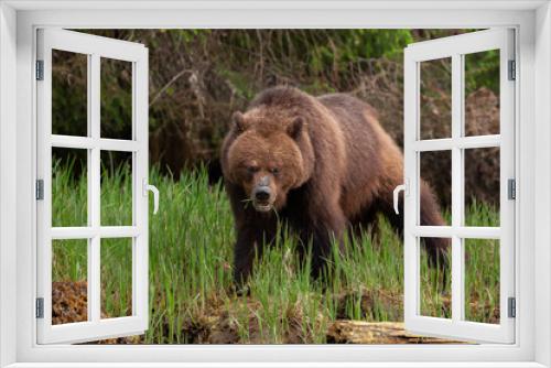Fototapeta Naklejka Na Ścianę Okno 3D - Grizzly Bear in British Columbia Great Bear Rainforest