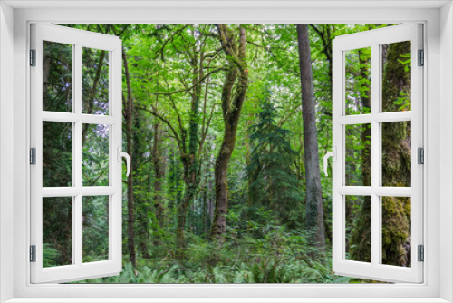 Fototapeta Naklejka Na Ścianę Okno 3D - Priest Point Park Trees 4