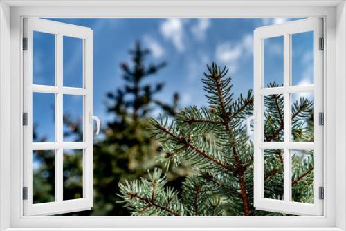 Fototapeta Naklejka Na Ścianę Okno 3D - Turquoise branches spruce on the blue sky background
