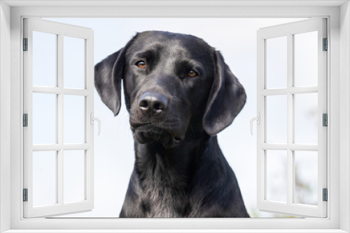 Fototapeta Naklejka Na Ścianę Okno 3D - Portrait of a happy dog