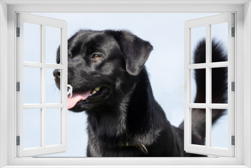 Fototapeta Naklejka Na Ścianę Okno 3D - Portrait of a dog