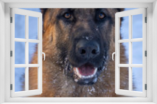 Fototapeta Naklejka Na Ścianę Okno 3D - The dog face in winter. german shepherd dog