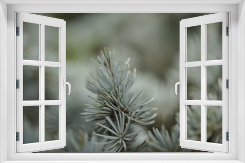 Fototapeta Naklejka Na Ścianę Okno 3D - Green Gray Pine Needles Winter