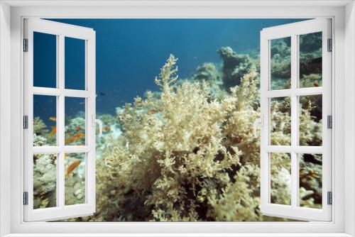 Fototapeta Naklejka Na Ścianę Okno 3D - Tropical underwater life in the Red Sea.