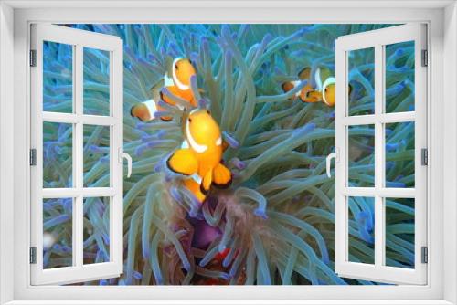 Fototapeta Naklejka Na Ścianę Okno 3D - マレーシアの海に住むカクレクマノミ
