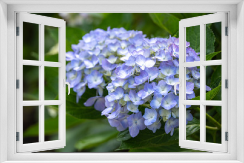 Fototapeta Naklejka Na Ścianę Okno 3D - 紫陽花の花