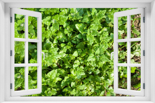 Fototapeta Naklejka Na Ścianę Okno 3D - New Zealand spinach in the garden