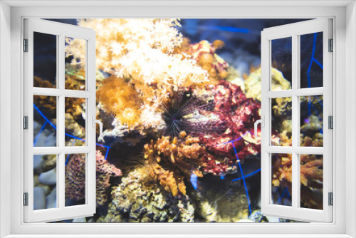 Fototapeta Naklejka Na Ścianę Okno 3D - coral