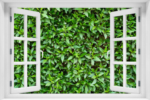 Fototapeta Naklejka Na Ścianę Okno 3D - Green plant foliage as a background. Abstract texture