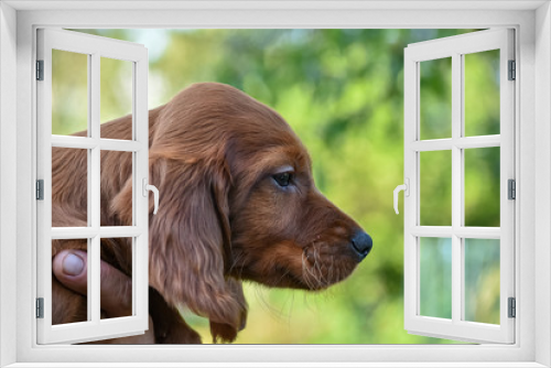 Fototapeta Naklejka Na Ścianę Okno 3D - Red irish setter dog head portrait on nature