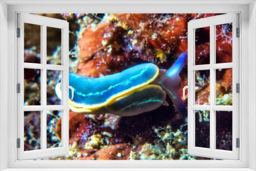 Fototapeta Naklejka Na Ścianę Okno 3D - Nudibranch, felimare tricolor