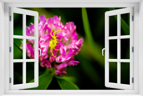 Fototapeta Naklejka Na Ścianę Okno 3D - kwiat na łące i pająk