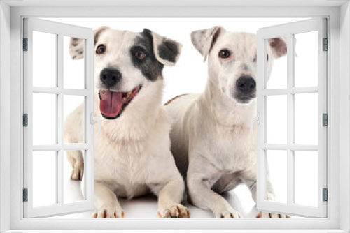 Fototapeta Naklejka Na Ścianę Okno 3D - jack russel terriers