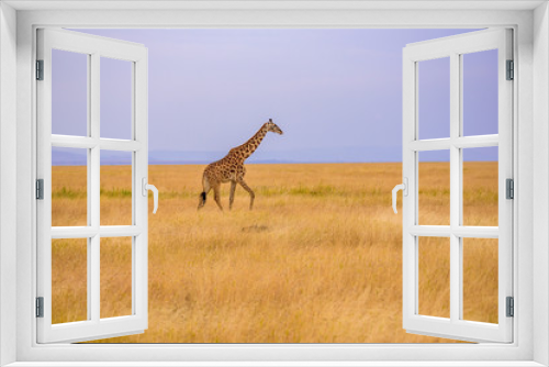 Fototapeta Naklejka Na Ścianę Okno 3D - Lonely giraffe in the savannah Serengeti National Park at sunset.  Wild nature of Tanzania - Africa. Safari Travel Destination.