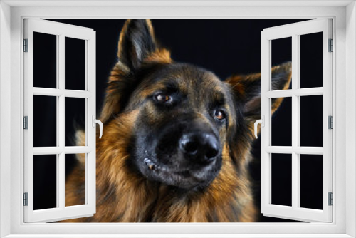 Fototapeta Naklejka Na Ścianę Okno 3D - Low Key Portrait von einem Altdeutschen Schäferhund