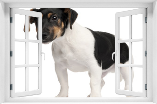 Fototapeta Naklejka Na Ścianę Okno 3D - Jack Russell Terrier puppy, 5 months old, standing in front of w