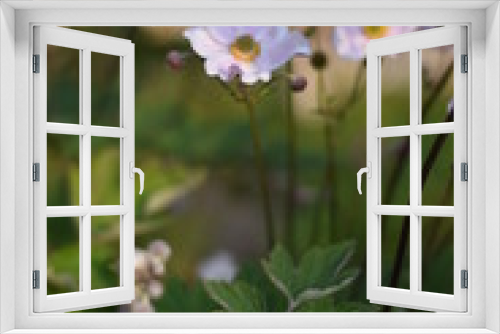 Fototapeta Naklejka Na Ścianę Okno 3D - Blühende Herbst-Anemone (Anemone hupehensis)