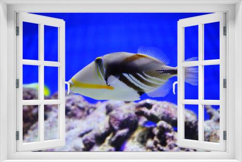 Fototapeta Naklejka Na Ścianę Okno 3D - Close up of a swimming tropical marine fish