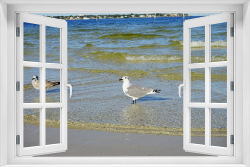 Fototapeta Naklejka Na Ścianę Okno 3D - St petersburg beach and sea gull