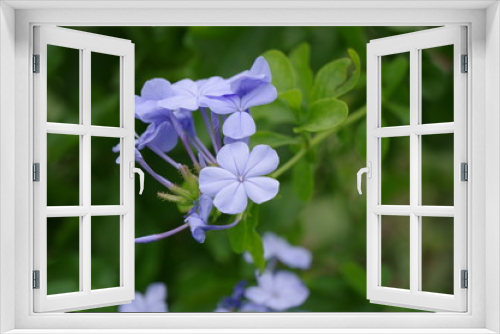 Fototapeta Naklejka Na Ścianę Okno 3D - ルリマツリの花
