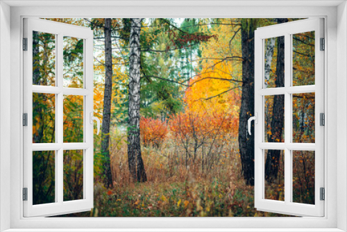 Fototapeta Naklejka Na Ścianę Okno 3D - Wonderful autumn landscape with multicolor leaves. Scenic fall foliage on trees. Yellow orange leafage. Beautiful golden autumn in Altai. Colorful fall forest with fallen leafs. Picturesque scenery.