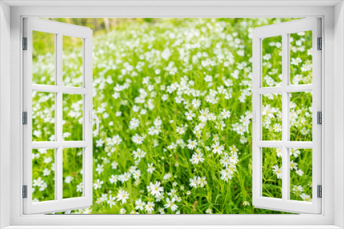 Fototapeta Naklejka Na Ścianę Okno 3D - Stellaria holostea. Wild white spring flowers in grass