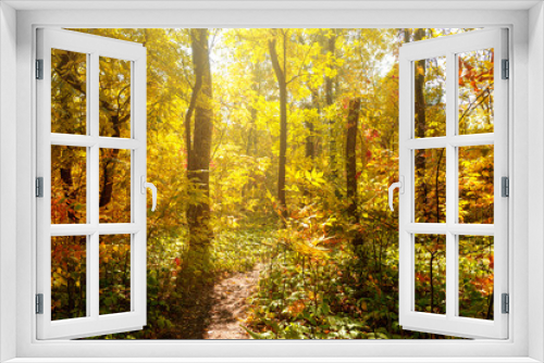 Fototapeta Naklejka Na Ścianę Okno 3D - beautiful autumn in the forest