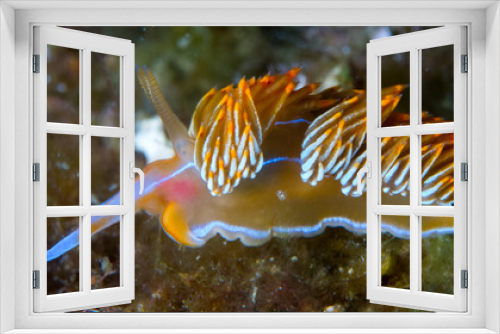 Fototapeta Naklejka Na Ścianę Okno 3D - color,nudibranch,life,sea,marine,underwater,macro,animal,diving,tropical,nature,background,colorful,scuba,white,water,ocean,asia,animals,reef,yellow,beautiful,red,travel,orange,philippines,view,wild,w