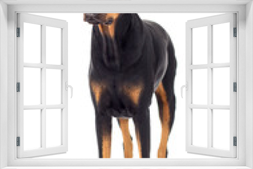 Fototapeta Naklejka Na Ścianę Okno 3D - dog looks on an isolated background