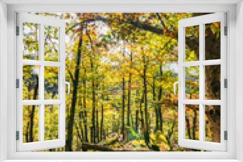 Fototapeta Naklejka Na Ścianę Okno 3D - herbstlicher Wald im Hunsrück in Deutschland