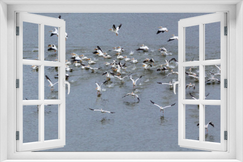 Fototapeta Naklejka Na Ścianę Okno 3D - White Pelicans taking Flight